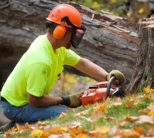 tree services Pittsville